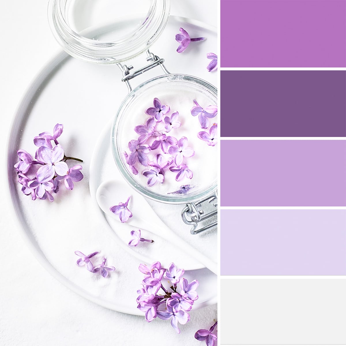 Sucre de lilas présenté avec sa palette de couleurs Adobe