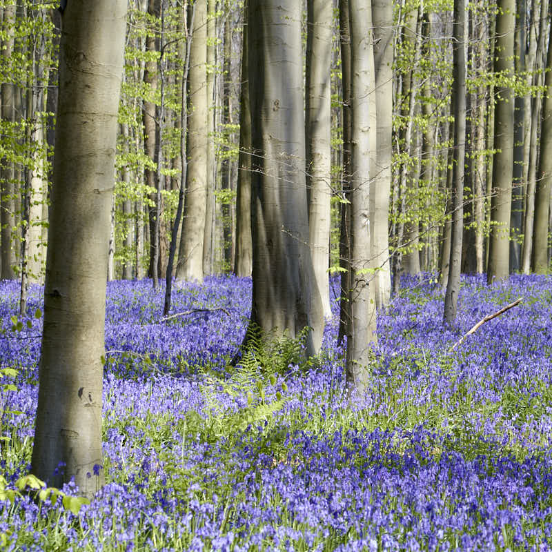 Des étendues de jacinthes au pied des arbres.