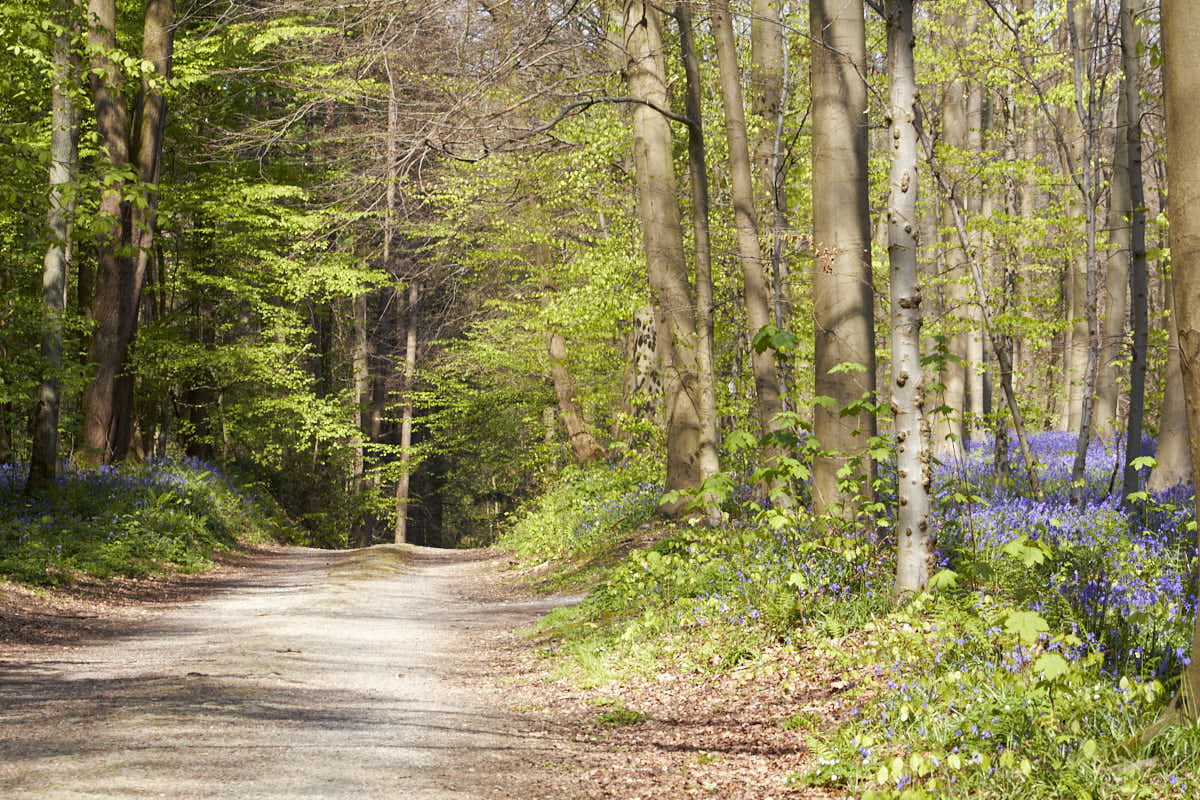 Un sentier qui mène vers les jacinthes.