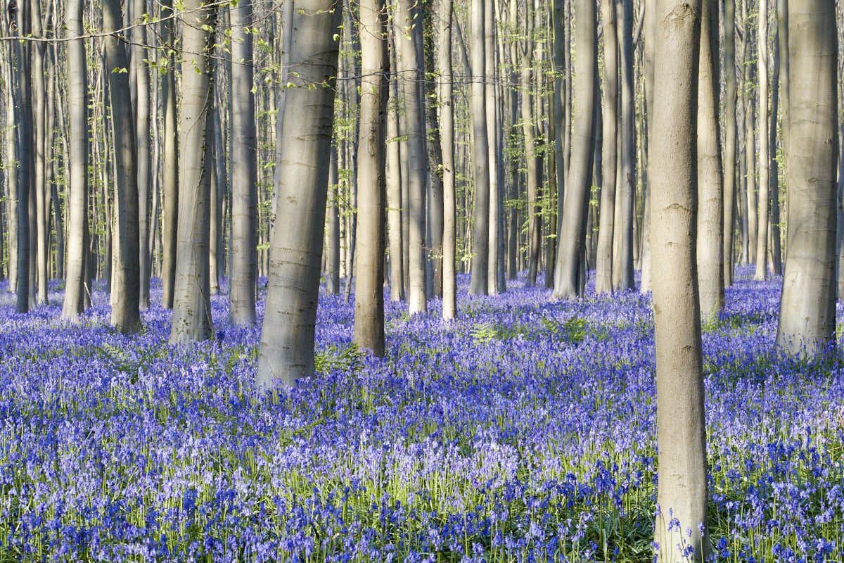 Un immense parterre de jacinthes s'étend sous les arbres.