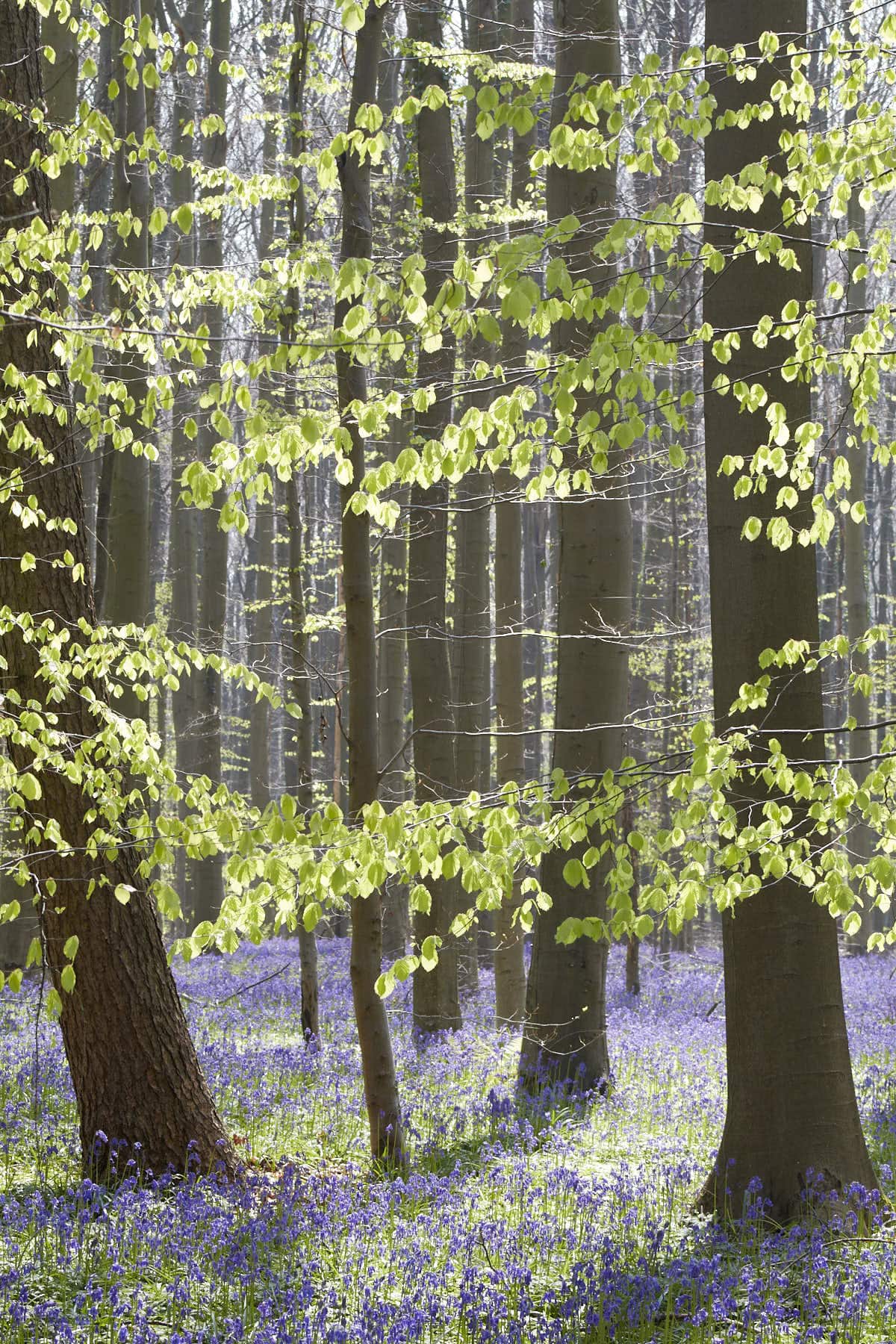 Des jacinthes dans les sous-bois