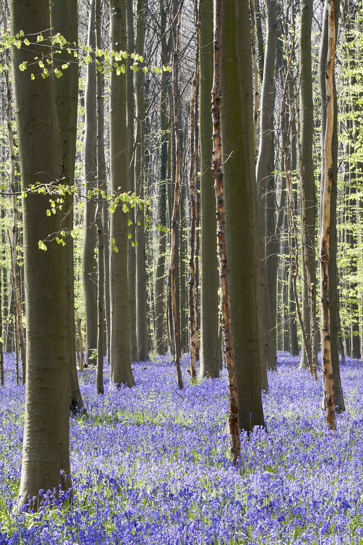 Un mer de jacinthes au pied des arbres