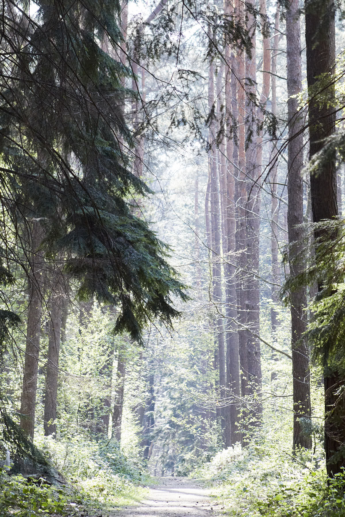 Un rayon de lumière traverse le bois