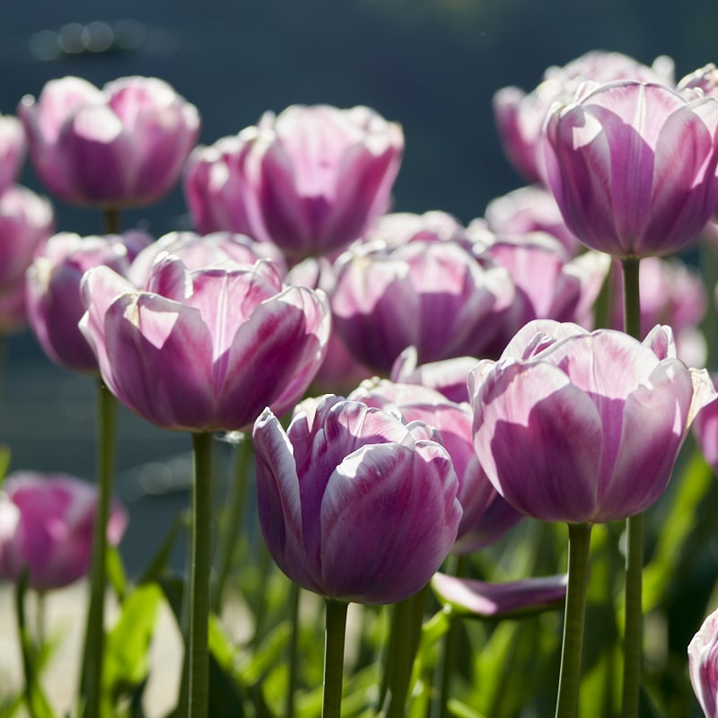 Des tulipes en gros plan.