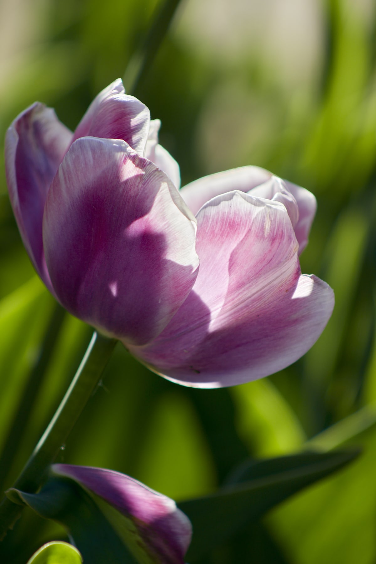Gros plan sur une tulipe dans la lumière.