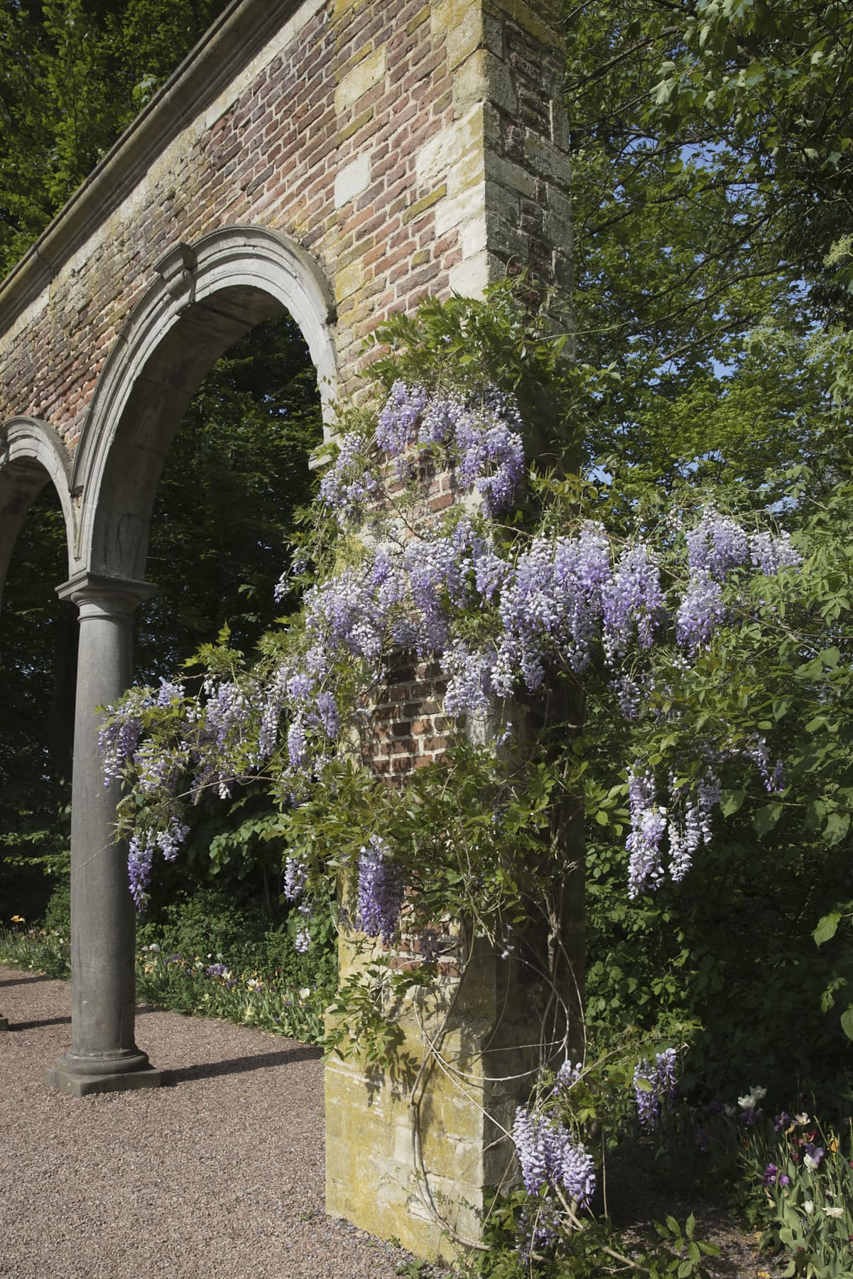 L'arche de pierre couverte de glycine.