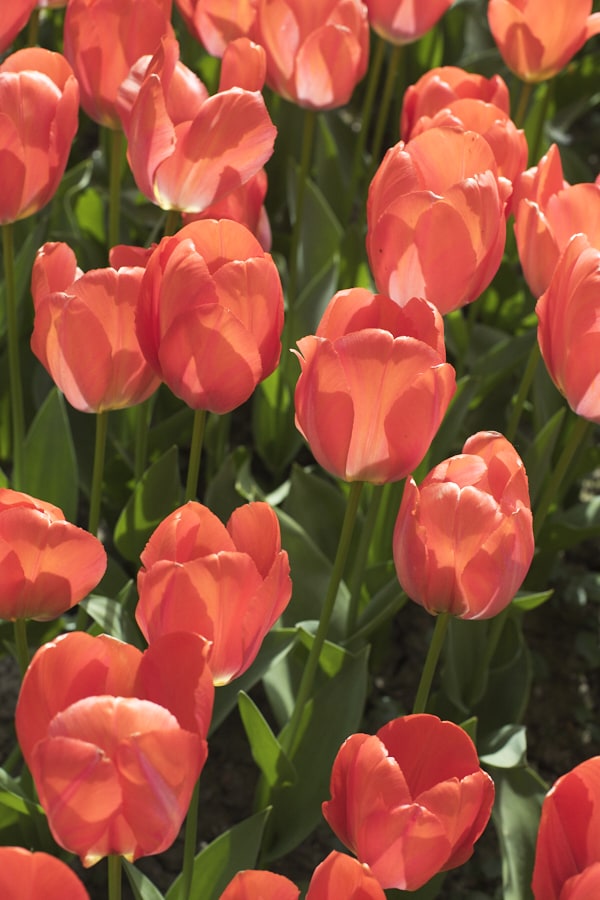 Un parterre de tulipes rouge-orange.