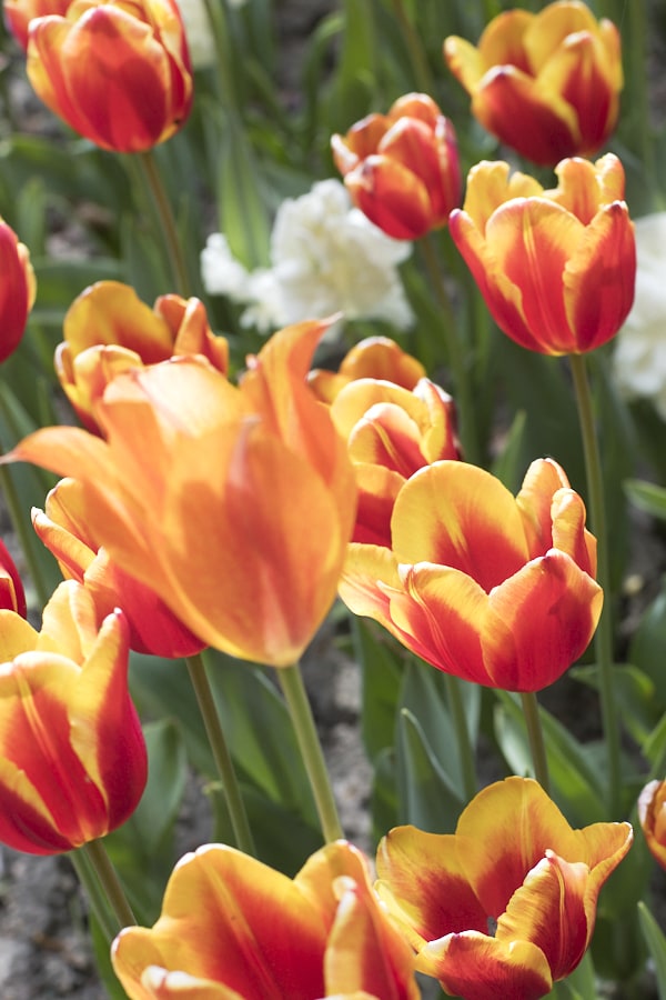 Un parterre de tulipes rouges et oranges.