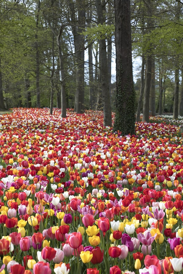 Un immense tapis de tulipes multicolores au pied des arbres.