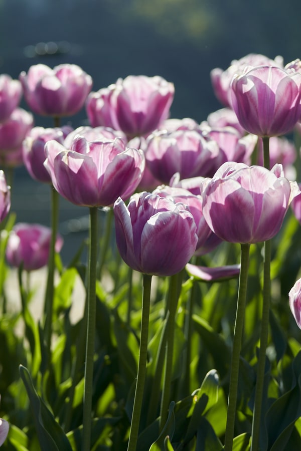 Un parterre de tulipes mauves.