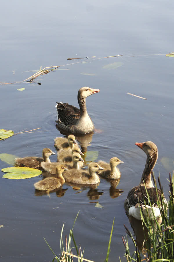 Un couple de canards promènent leurs canetons le long d'un canal.