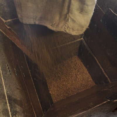 Le grain coule dans l'entonnoir de la meule.
