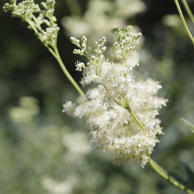 Gros plan sur une fleur