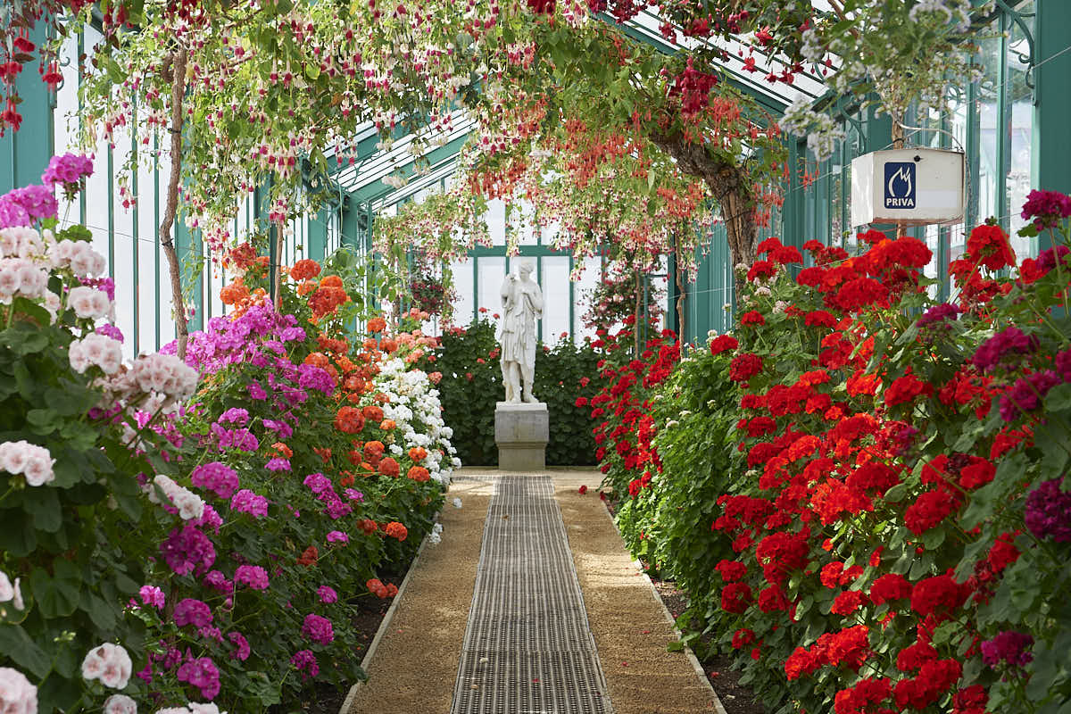 Galerie des géraniums et des fuchsias, avec au fond une statue blanche.