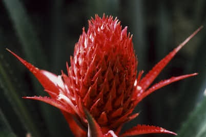 Une fleur rouge étonnante