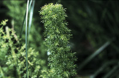Une plante verte