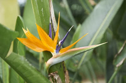 Une fleur jaune orangé