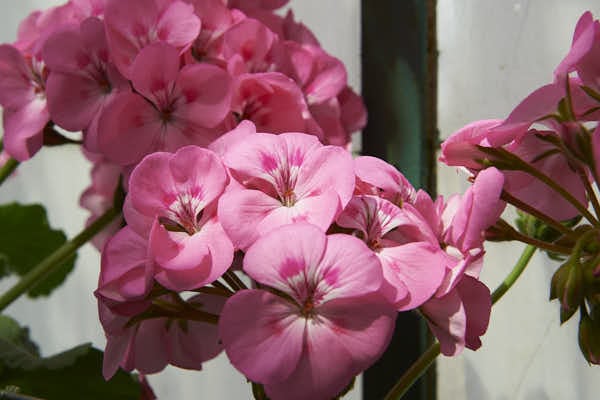Gros plan sur un géranium ou pélargonium rose