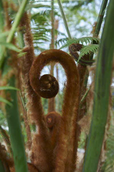 une plante brune