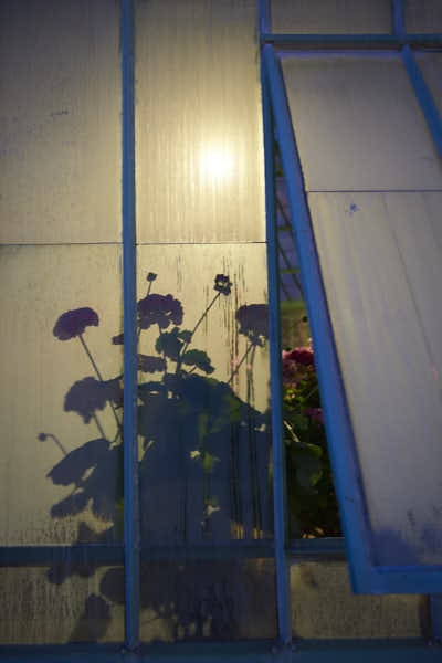L'ombre des fleurs au travers d'une serre chaulée, de nuit