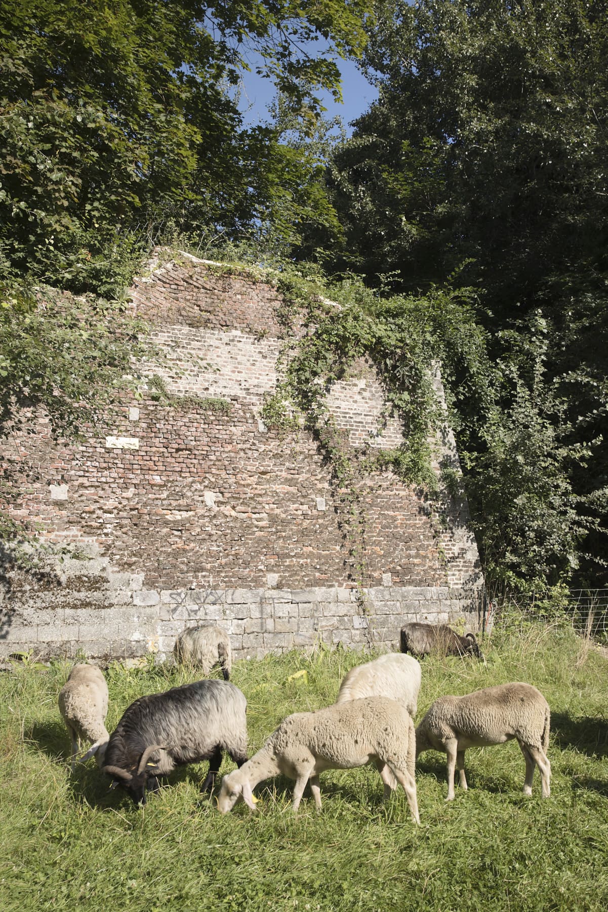 Des chèvres entretiennent les pelouses de la Citadelle