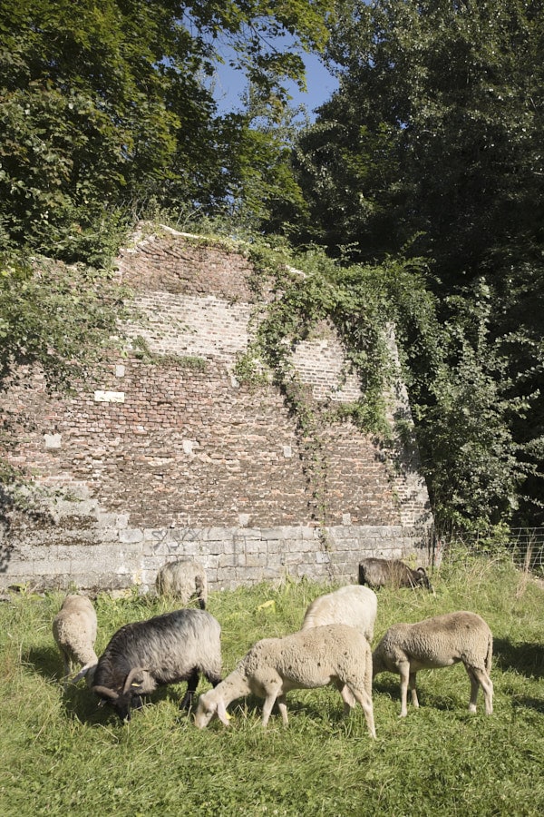 Des chèvres entretiennent les pelouses de la Citadelle