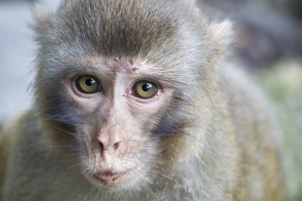 Portrait d'un macaque dans la vallée de l'aisance.