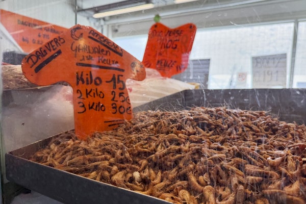 Crevettes à la vente sur le Vismarkt d'Ostende