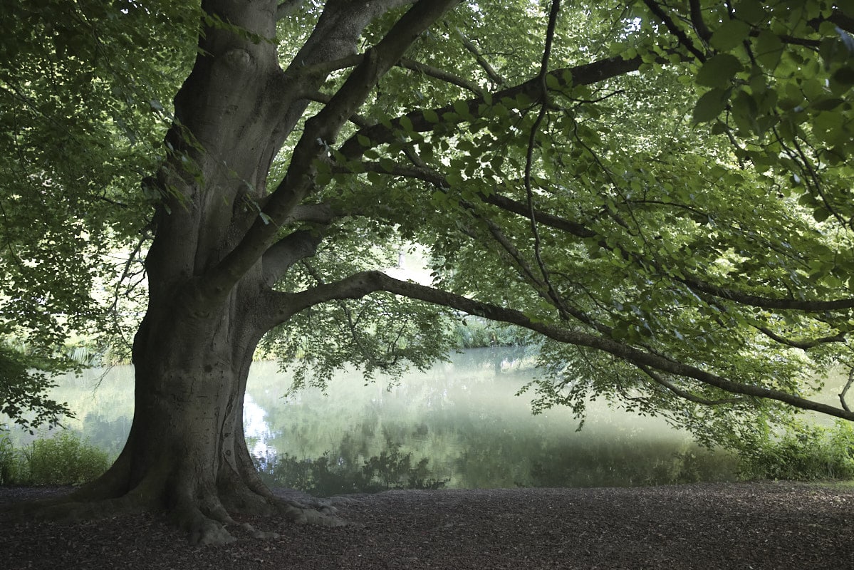Gros plan sur un arbre magnifique le long de l'eau