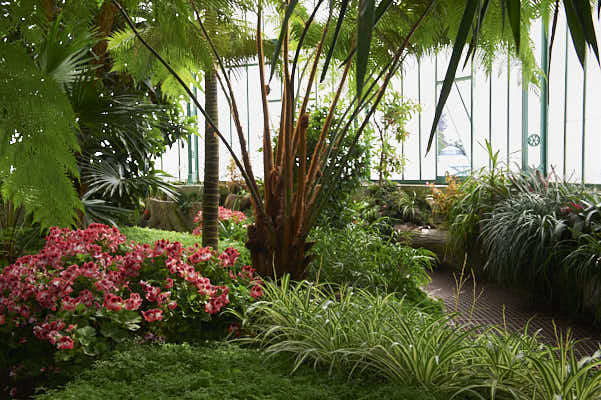 L'intérieur d'une serre