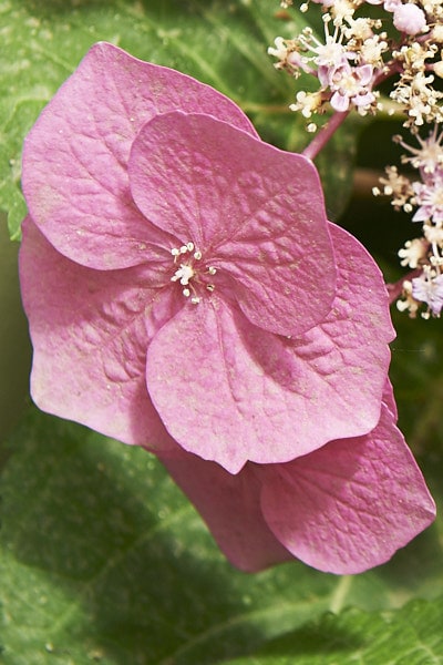 Gros plan sur une fleur d'hortensia