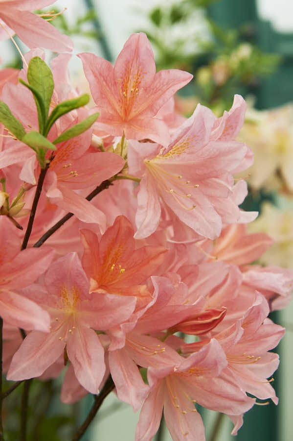 Des azalées couleur saumon