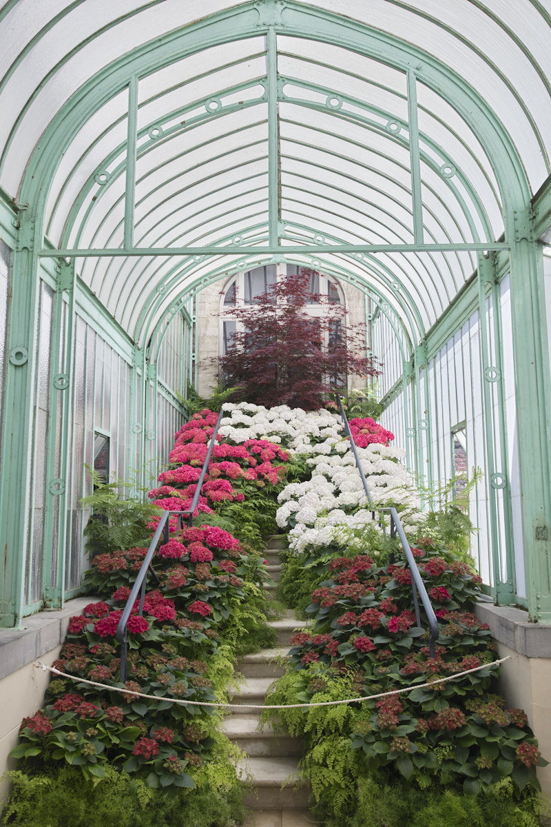 Les Hortensias dans l'escalier menant au pavillon des palmiers.