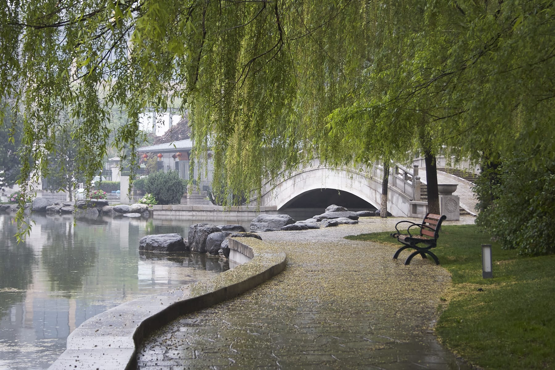 Saule plongeant dans l'eau, petit pont...